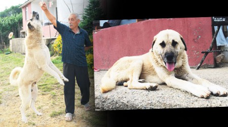 Sahibini 350 km Uzakta Buldu